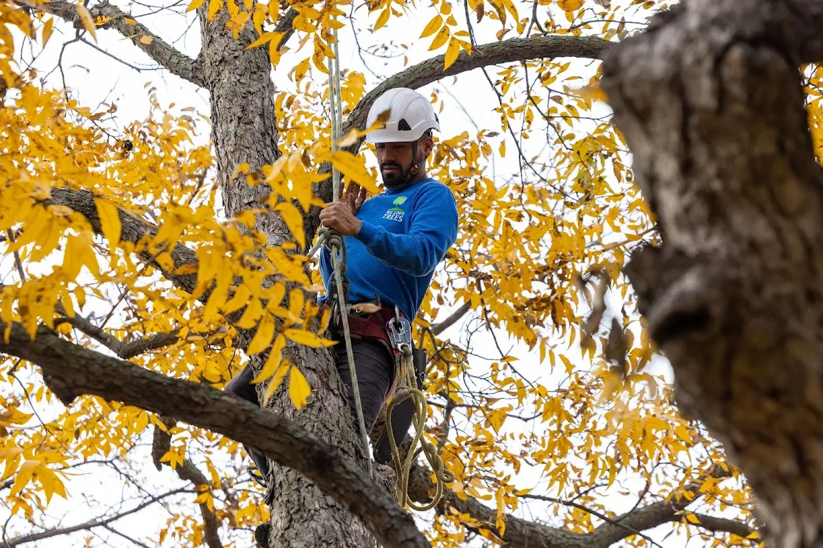 Skilled Tree Trimming crew working in East Fultonham